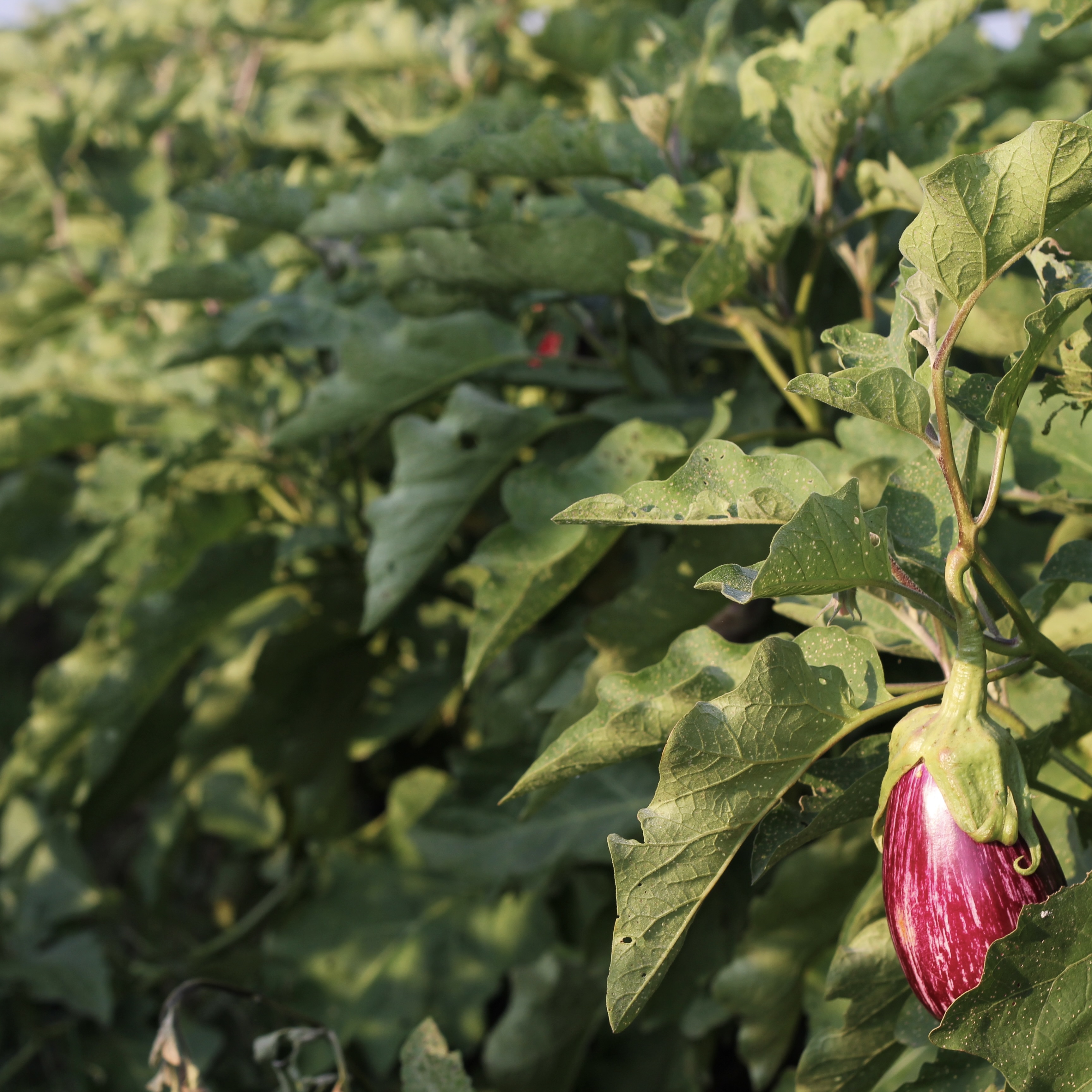 eggplant