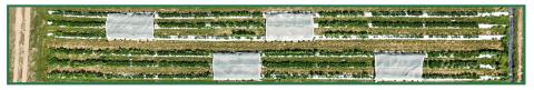 graphic showing a drone view of the experimental setup of the field