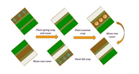 graphic showing an example of rotating row covers through three crops in one growing season